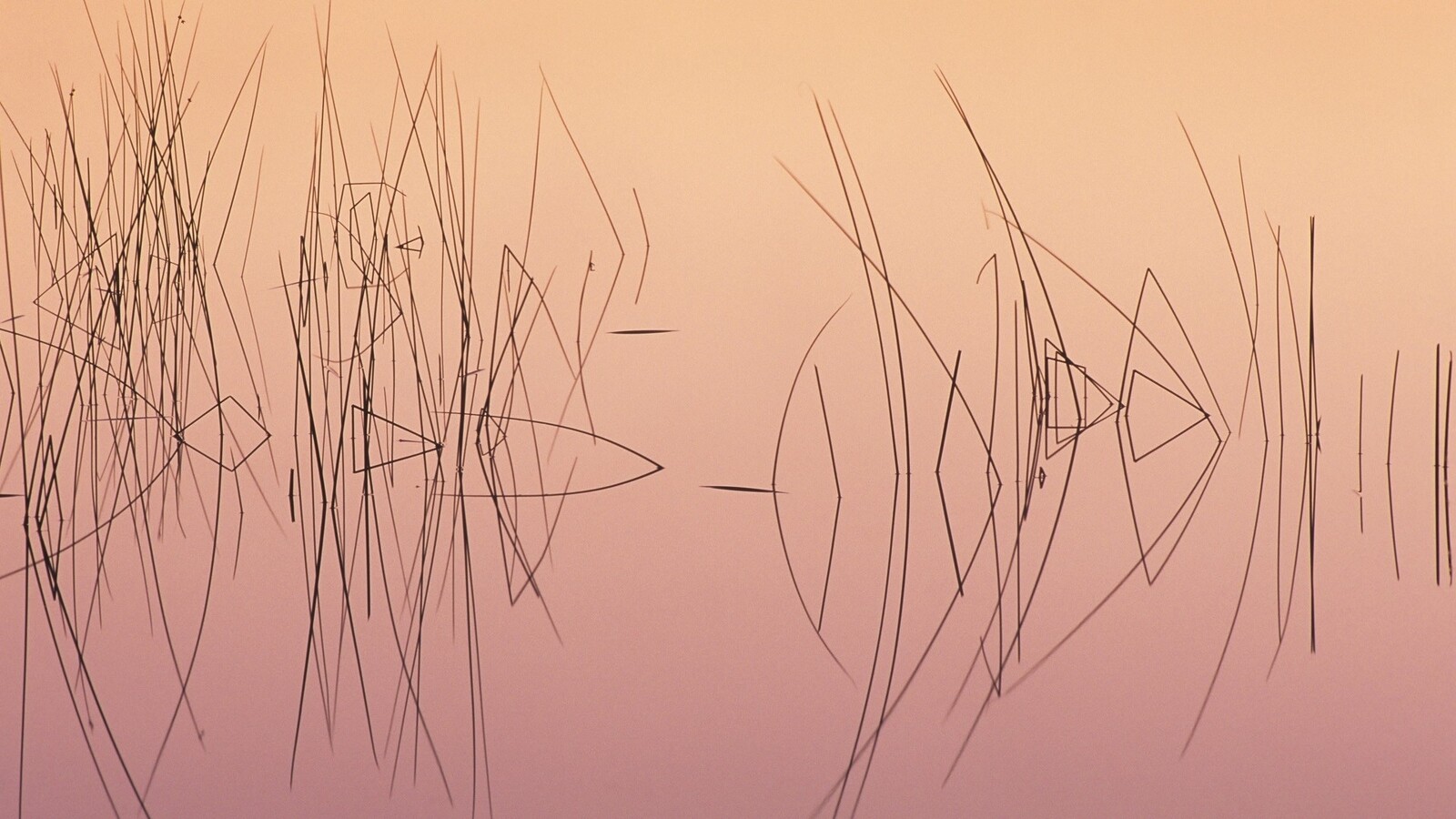 ReedsReflections.jpg