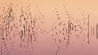 ReedsReflections