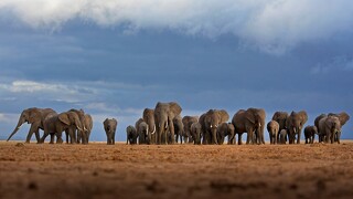 AmboseliElephantHerd