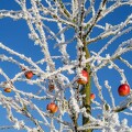 FrostedAppleTree