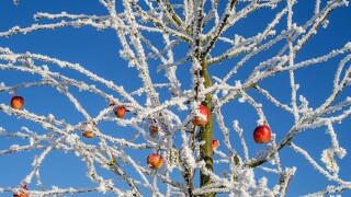 FrostedAppleTree