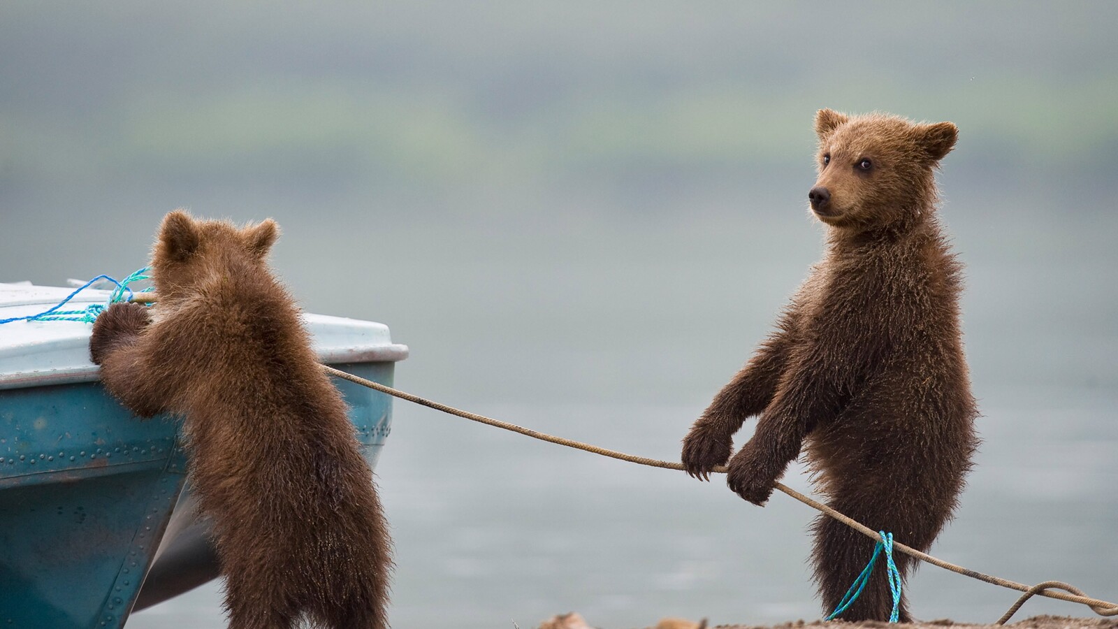 Bear cubs playing.jpg