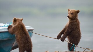 Bear cubs playing
