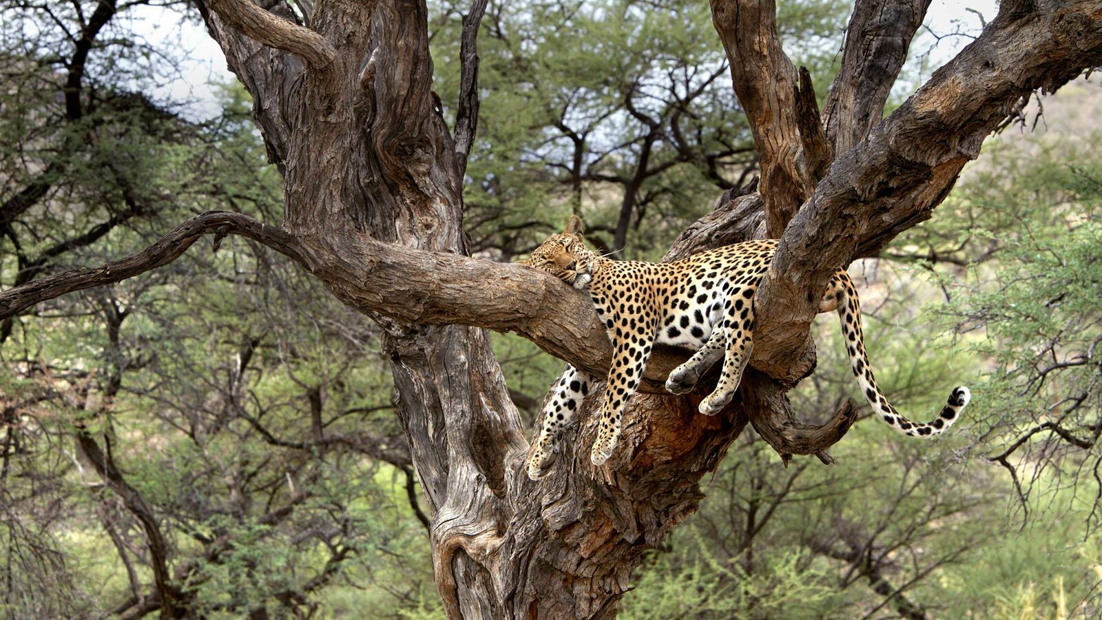 LeopardInTree.jpg