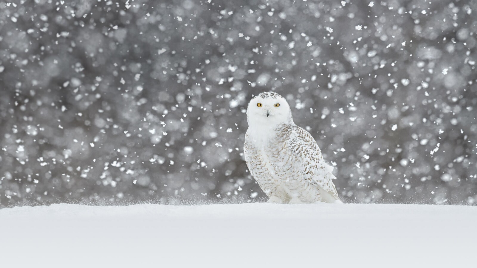 SnowyOwl.jpg