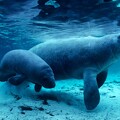 Manatees