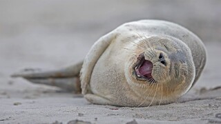 HeligolandSealPup