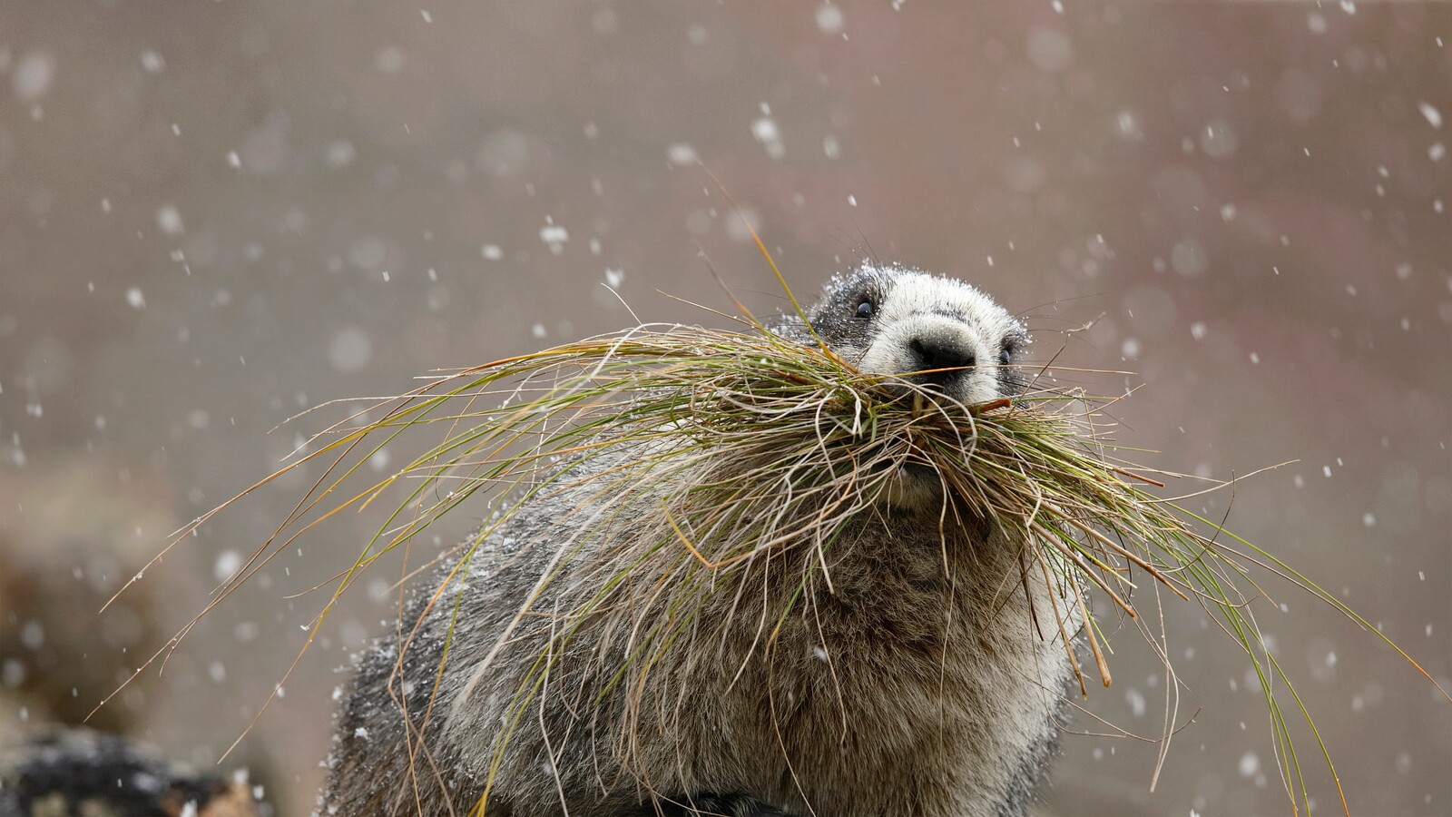 HoaryMarmot.jpg