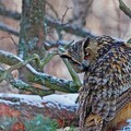 EagleOwl