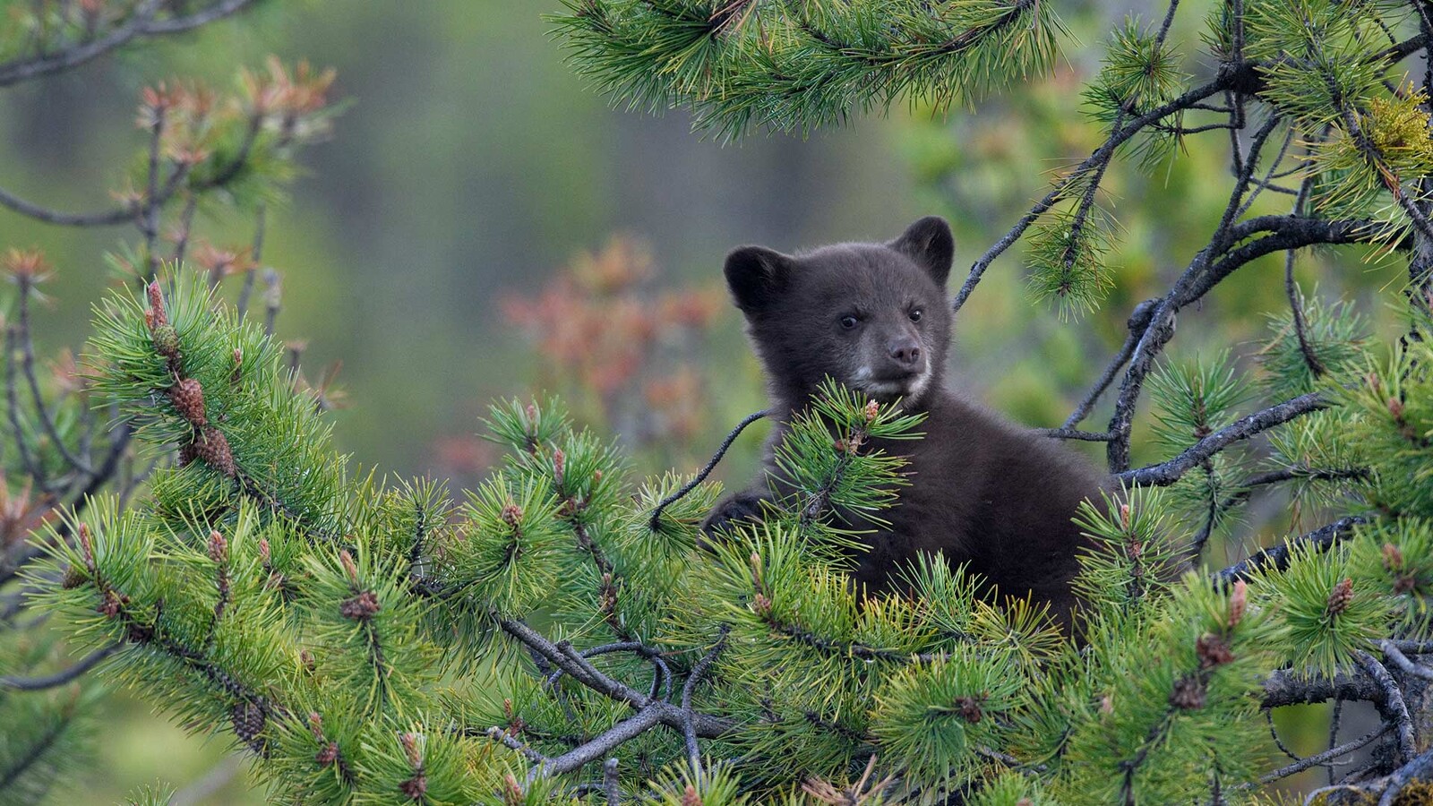 BlackBearCub