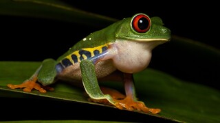 RedEyedTreeFrogCostaRica